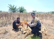 Bhabinkamtibmas Desa Kwang Rundun Monitoring Panen Jagung Warga di Tabuan
