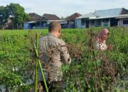 Bhabinkamtibmas Desa Masbagik Utara Laksanakan Silaturahmi dan Kontrol Ketahanan Pangan Warga