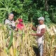 Akselerasi Swasembada Pangan, Bhabinkamtibmas Desa Sandik Pacu Produktivitas Petani Jagung