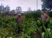 Ketahanan Pangan Nasional: Warga Labuapi Olah Lahan Tidur