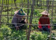 Strategi Cerdas Polsek Labuapi Wujudkan Ketahanan Pangan Lewat Program Pekarangan Bergizi