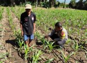 Bhabinkamtibmas Pringgabaya Cek Tanaman Jagung dan Sampaikan Himbauan Kamtibmas kepada Petani