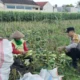 Sinergi Bhabinkamtibmas dan Warga Labuapi, Mengubah Pekarangan Menjadi Lumbung Pangan Keluarga