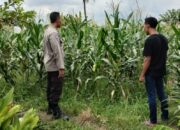 Strategi Cerdas Kapolsek Labuapi: Ajak Warga Mandiri Pangan dan Tekan Pengeluaran Rumah Tangga Lewat Pertanian