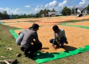 Bantu Kegiatan Petani di Desa Binaan, Bhabinkamtibmas Polsek Madapangga Sukseskan Program Ketahanan Pangan Nasional