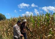 Bhabinkamtibmas Desa Tongo Dampingi Petani Jagung, Dukung Ketahanan Pangan