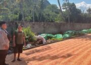POLRES DOMPU DORONG KETAHANAN PANGAN, BHABINKAMTIBMAS PANTAU PANEN JAGUNG WARGA DI PEKAT