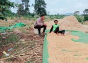 Pantau Panen Jagung Warga, Wujud Nyata Dukungan Polri terhadap Ketahanan Pangan