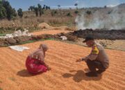 Dukung Penuh Program Ketahanan Pangan Nasional, Bhabinkamtibmas Polsek Donggo Dampingi Para Petani Jagung di Desa Binaannya