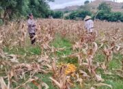 Panen Jagung Sekotong Barat Tembus 18 Ton di Lombok Barat