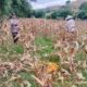 Panen Jagung Sekotong Barat Tembus 18 Ton di Lombok Barat