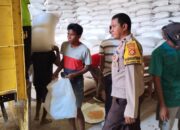 Sinergi Kuat Polri dan Kelompok Tani di Lembar Pastikan Serapan Jagung Melimpah Masuk Gudang Bulog