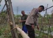 Lahan Sempit Jadi Produktif: Cara Polsek Labuapi Gerakkan Warga Kuranji Dalang Mandiri Pangan