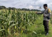 Bukan Sekadar Sambang, Polsek Labuapi Motivasi Petani Jadi Ujung Tombak Ketahanan Pangan Nasional
