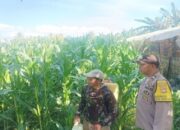Bukan Sekadar Patroli, Cara Polsek Gerung Jaga Ketahanan Pangan di Desa Banyu Urip Tuai Pujian Warga