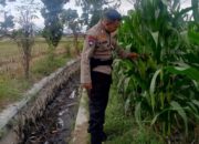 Langkah Polsek Labuapi Mengawal Ketahanan Pangan Nasional