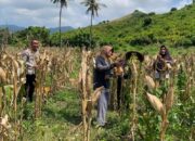 Kawal Ketahanan Pangan, Polisi Pantau Panen Jagung