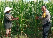 Polri Perkuat Ketahanan Pangan Nasional dari Desa: Intip Sinergi Polisi dan Petani di Bagik Polak Barat