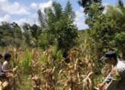 Dukung Swasembada Pangan, Polisi Pantau Panen Jagung