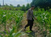 Bukan Sekadar Jaga Keamanan, Polisi di Perampuan Kini Turun ke Ladang Wujudkan Swasembada Pangan