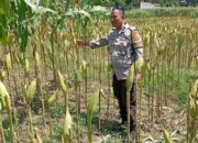 Bhabinkamtibmas Merembu Turun Langsung Pantau Budidaya Jagung