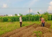 Bhabinkamtibmas Karang Bongkot Dorong Ketahanan Pangan