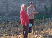 Kawal Ketahanan Pangan, Bhabinkamtibmas Labuapi Dorong Warga Manfaatkan Lahan Pascaproduksi