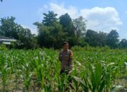 Polsek Labuapi Dorong Kemandirian Pangan di Perampuan
