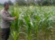 Sinergi Polri dan Petani Desa Bagik Polak: Berjuang Bersama Wujudkan Kemandirian Pangan Nasional
