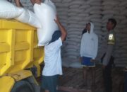 Langkah Nyata Ketahanan Pangan Nasional: Kelompok Tani Lombok Barat Mulai Pasok Jagung ke Bulog