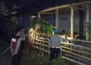 Antisipasi Pencurian Ternak Sapi, Polisi Sasar Kandang Kumpul