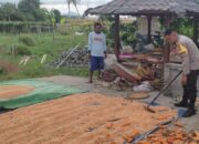 Ketahanan Pangan: Polsek Labuapi Dampingi Proses Pascapanen