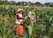 Strategi Polsek Labuapi Jamin Stok Pangan: Kawal Langsung Petani Jagung dari Lahan hingga Masa Panen Tiba