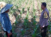Bhabinkamtibmas Labuapi Kawal Ketahanan Pangan Desa