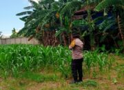Sinergi Polsek Labuapi Sulap Lahan Kosong Jadi Sumber Pangan Bergizi