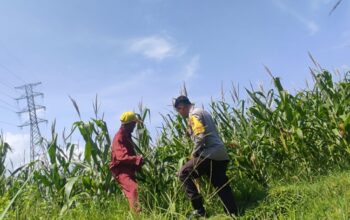 Polsek Labuapi Dorong Optimalisasi Lahan Jagung di Desa Kuranji Dalang