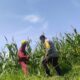 Polsek Labuapi Dorong Optimalisasi Lahan Jagung di Desa Kuranji Dalang