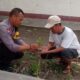 Dukung Swasembada Pangan, Polsek Labuapi Dampingi Petani Cabai