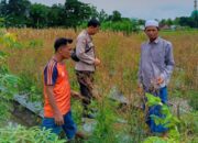 Polsek Labuapi Dorong Kemandirian Pangan Lewat Pekarangan Bergizi