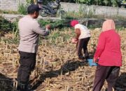 Bhabinkamtibmas Polsek Labuapi Gerakkan Ketahanan Pangan di Karang Bongkot