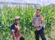 Polsek Labuapi Dorong Ketahanan Pangan Lewat Budidaya Jagung