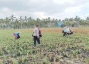 Dukung Ketahanan Pangan, Polsek Gerung Sambangi Petani Jagung