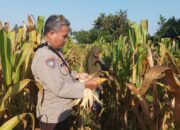 Bhabinkamtibmas Sandik Dorong Warga Tanam Jagung di Pekarangan