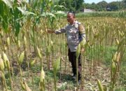 Sinergi Polsek Labuapi dan Petani Lombok Barat Jaga Stabilitas Pangan