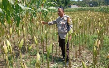 Polsek Labuapi Dampingi Petani Merembu Guna Swasembada Pangan
