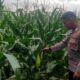 Polsek Labuapi Gerakkan Ketahanan Pangan di Kuranji Dalang