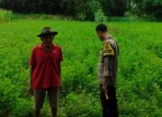 Mampu Penuhi Kebutuhan Dapur, Sinergi Polsek Labuapi dan Warga Sukseskan Ketahanan Pangan Tingkat Desa