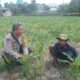 Bhabinkamtibmas Sandik Dorong Produktivitas Lahan Jagung Lombok Barat