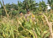 Pastikan Keamanan Dari Aksi Pencurian Jagung, Polsek Widang Patroli Lahan Pertanian