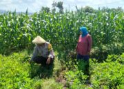 Dukung Penuh Program Ketahanan Pangan Nasional, Bhabinkamtibmas Polsek Bolo Monitoring Pertumbuhan Jagung Warga Binaan